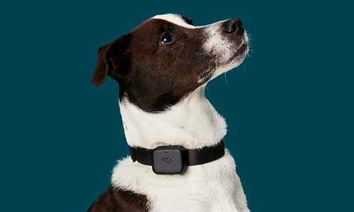 whistle dog tracker